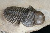 Rare Bulbous Nosed Actinopeltis Trilobite - #11491-1